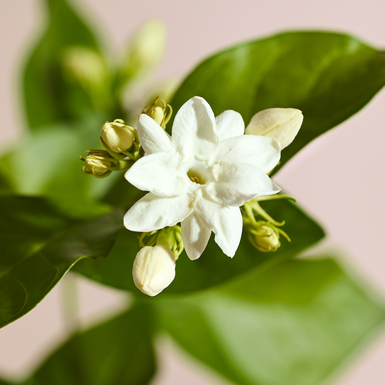 Jasmine flower, an ingredient in the perfume