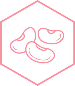 Navy Bean ingredient Illustration